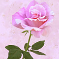 Digitally Painted Pink Rose