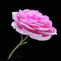  Digititally Painted Pink Rose