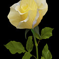 Elegant Yellow Rose on Dark Background